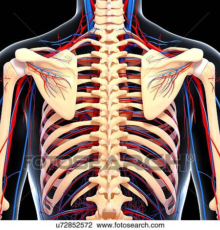 Drawing - Back anatomy, artwork. Fotosearch