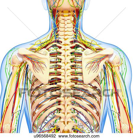 Back anatomy, artwork View Large Illustration Drawing - Back anatomy, artwork. Fotosearch