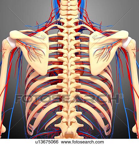 Stock Illustration - Back anatomy, artwork. Fotosearch