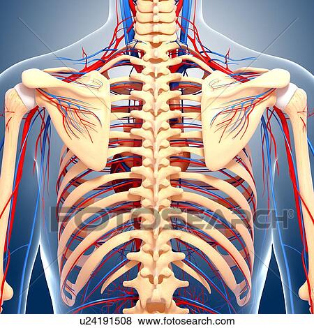 Back anatomy, artwork View Large Illustration Stock Illustration - Back anatomy, artwork. Fotosearch