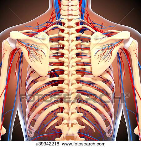 Back anatomy, artwork View Large Illustration Stock Illustration - Back anatomy, artwork. Fotosearch