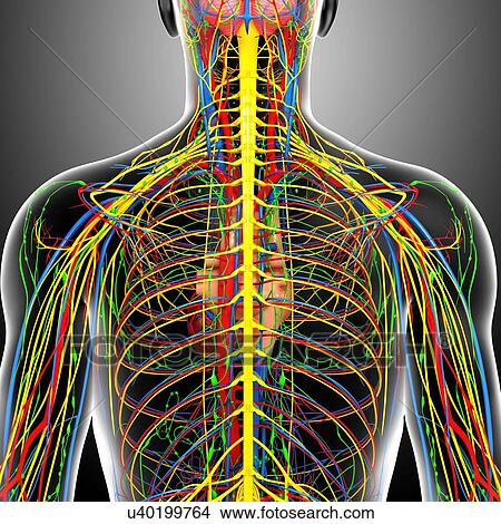 Stock Illustration - Back anatomy, artwork. Fotosearch