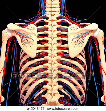 Back anatomy, artwork View Large Illustration Stock Illustration - Back anatomy, artwork. Fotosearch