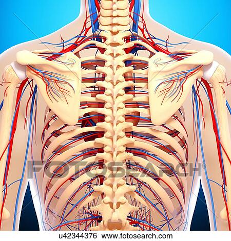 Stock Illustration - Back anatomy, artwork. Fotosearch