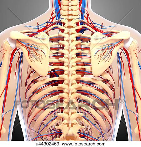 Back anatomy, artwork View Large Illustration Stock Illustration - Back anatomy, artwork. Fotosearch