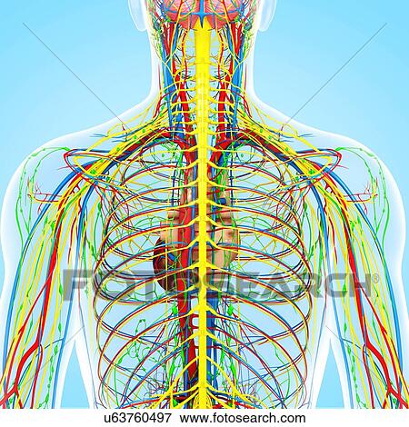 Back anatomy, artwork View Large Illustration Stock Illustration - Back anatomy, artwork. Fotosearch