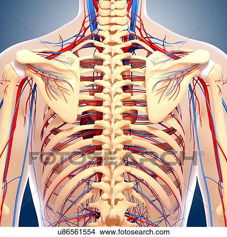 Stock Illustration - Back anatomy, artwork. Fotosearch