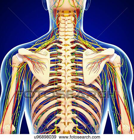 Stock Illustration - Back anatomy, artwork. Fotosearch