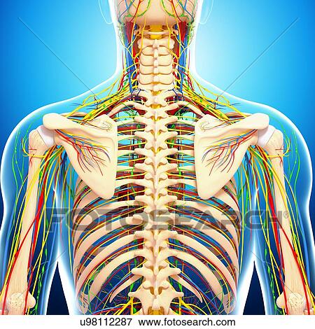 Back anatomy, artwork View Large Illustration Stock Illustration - Back anatomy, artwork. Fotosearch
