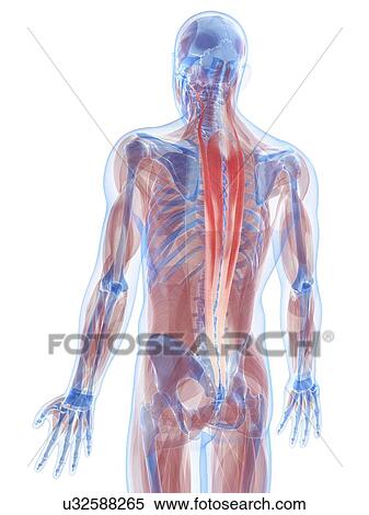 Back muscles, artwork View Large Illustration Stock Illustration - Back muscles, artwork. Fotosearch