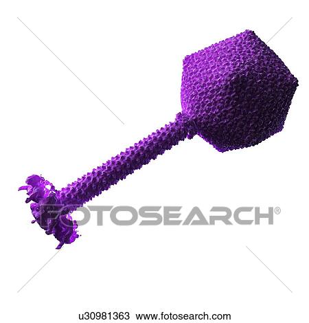 Bacteriophage phiKZ particle View Large Illustration Drawing - Bacteriophage phiKZ particle. Fotosearch
