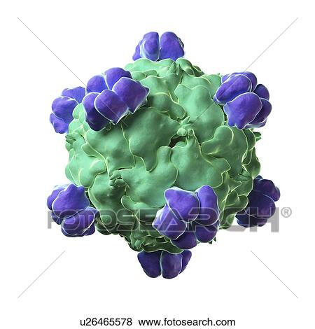 Bacteriophage X-174 particle View Large Illustration Stock Illustration - Bacteriophage X-174 particle. Fotosearch