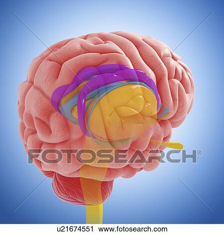 Clip Art - Brain anatomy, artwork. Fotosearch
