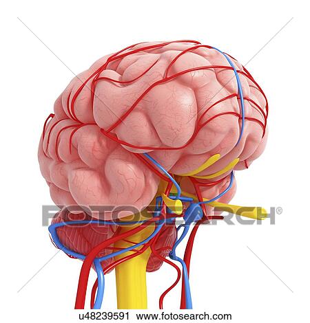 Brain anatomy, artwork View Large Illustration Clip Art - Brain anatomy, artwork. Fotosearch