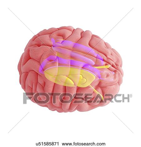 Clip Art - Brain anatomy, artwork. Fotosearch