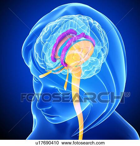 Clipart - Brain anatomy, artwork. Fotosearch