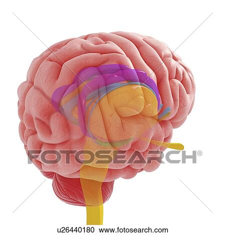 Clipart - Brain anatomy, artwork. Fotosearch