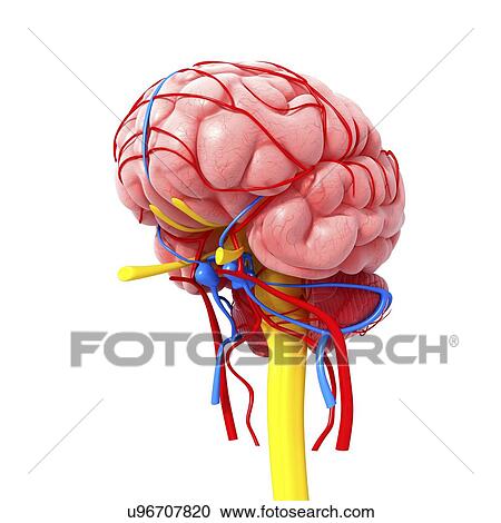 Clipart - Brain anatomy, artwork. Fotosearch