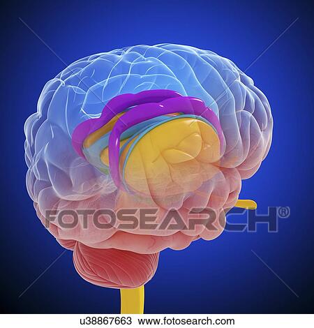 Drawing - Brain anatomy, artwork. Fotosearch
