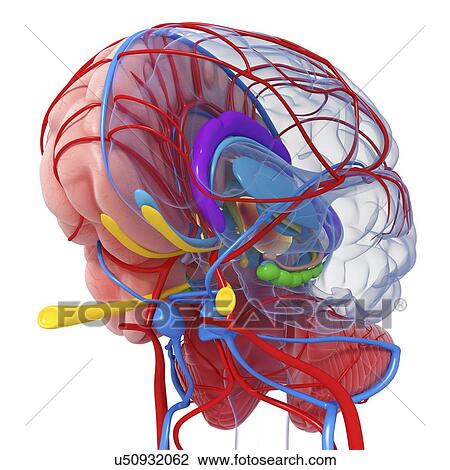 Drawing - Brain anatomy, artwork. Fotosearch