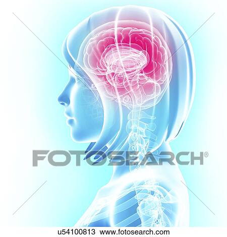 Drawing - Brain anatomy, artwork. Fotosearch