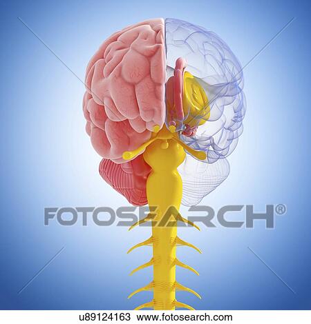Drawing - Brain anatomy, artwork. Fotosearch
