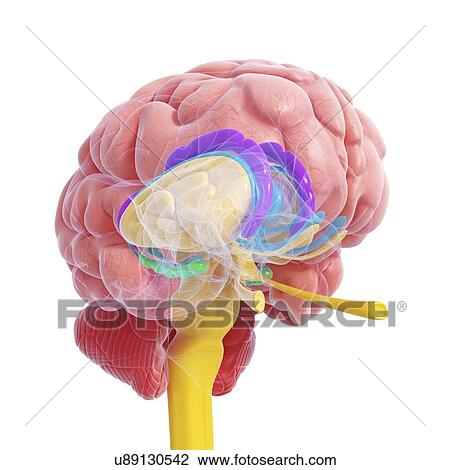 Drawing - Brain anatomy, artwork. Fotosearch