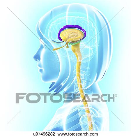 Brain anatomy, artwork View Large Illustration Drawing - Brain anatomy, artwork. Fotosearch