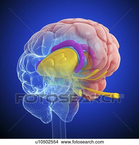Stock Illustration - Brain anatomy, artwork. Fotosearch