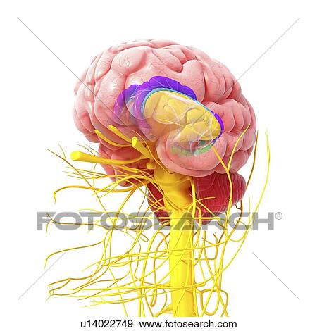 Brain anatomy, artwork View Large Illustration Stock Illustration - Brain anatomy, artwork. Fotosearch