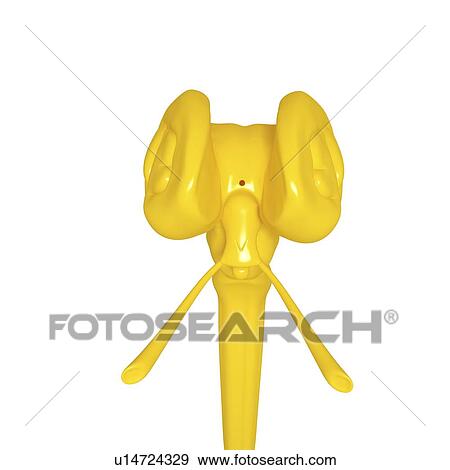 Stock Illustration - Brain anatomy, artwork. Fotosearch
