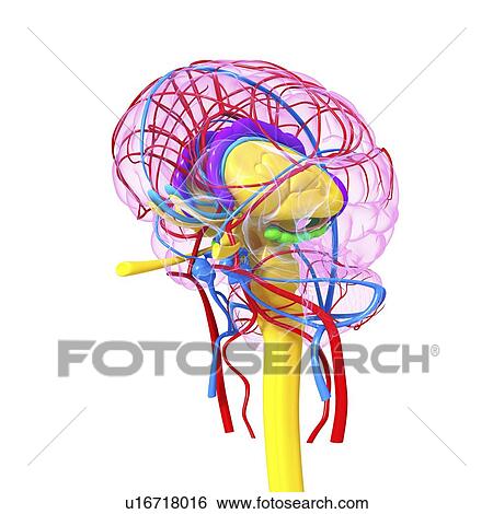 Brain anatomy, artwork View Large Illustration Stock Illustration - Brain anatomy, artwork. Fotosearch