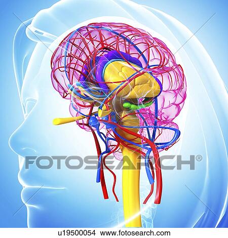 Stock Illustration - Brain anatomy, artwork. Fotosearch