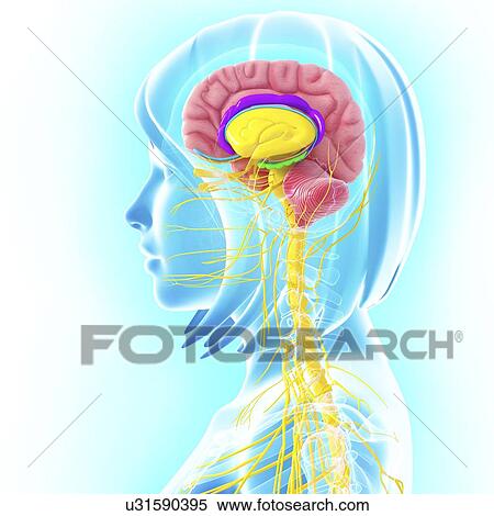 Stock Illustration - Brain anatomy, artwork. Fotosearch
