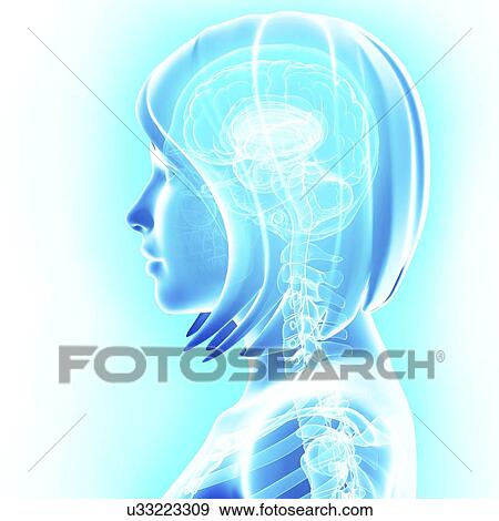 Stock Illustration - Brain anatomy, artwork. Fotosearch