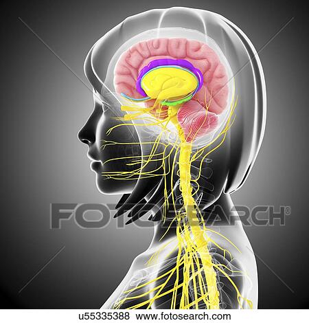 Stock Illustration - Brain anatomy, artwork. Fotosearch