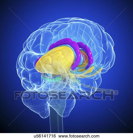 Brain anatomy, artwork View Large Illustration Stock Illustration - Brain anatomy, artwork. Fotosearch