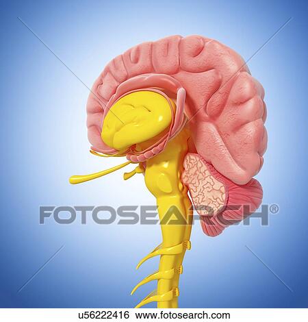 Stock Illustration - Brain anatomy, artwork. Fotosearch