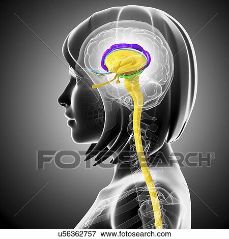 Stock Illustration - Brain anatomy, artwork. Fotosearch