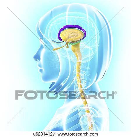 Stock Illustration - Brain anatomy, artwork. Fotosearch