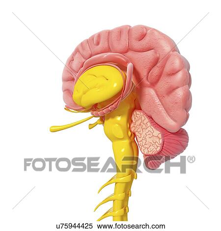 Stock Illustration - Brain anatomy, artwork. Fotosearch