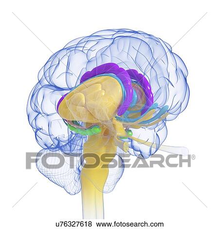 Stock Illustration - Brain anatomy, artwork. Fotosearch
