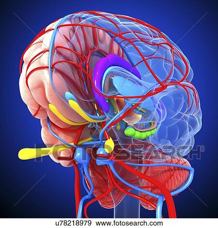 Stock Illustration - Brain anatomy, artwork. Fotosearch
