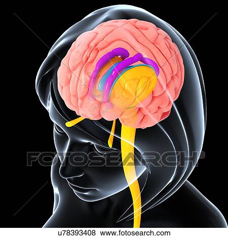 Stock Illustration - Brain anatomy, artwork. Fotosearch