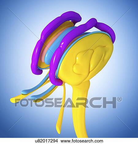Stock Illustration - Brain anatomy, artwork. Fotosearch