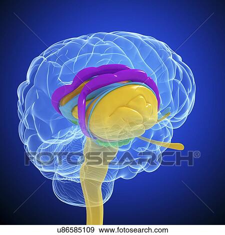 Brain anatomy, artwork View Large Illustration Stock Illustration - Brain anatomy, artwork. Fotosearch