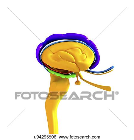 Brain anatomy, artwork View Large Illustration Stock Illustration - Brain anatomy, artwork. Fotosearch