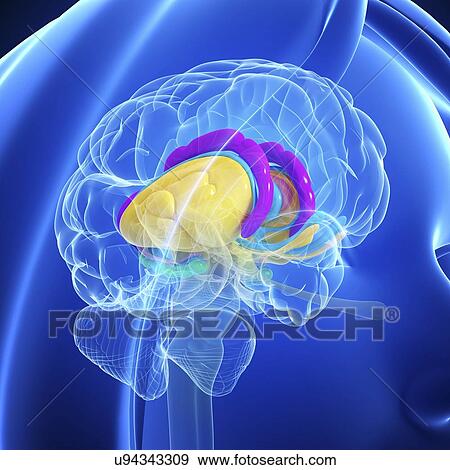 Stock Illustration - Brain anatomy, artwork. Fotosearch