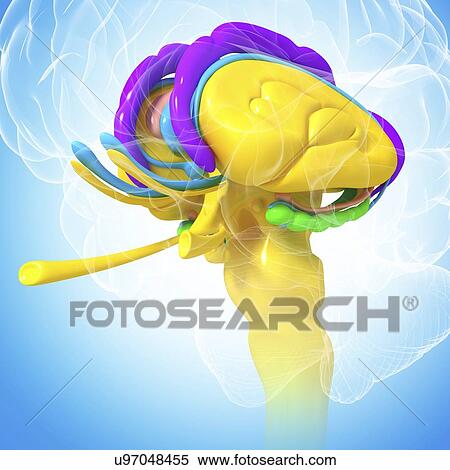 Brain anatomy, artwork View Large Illustration Stock Illustration - Brain anatomy, artwork. Fotosearch