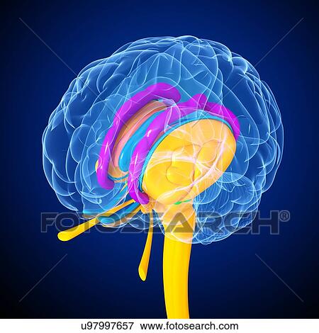 Stock Illustration - Brain anatomy, artwork. Fotosearch